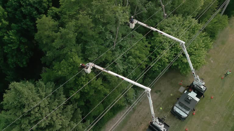 How Our Tree Care Process Works  in  Cadiz, OH